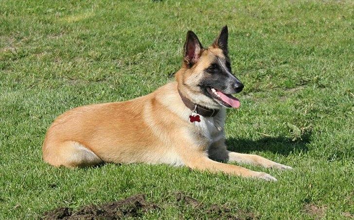 Belgisk hyrdehund Aya billede 1