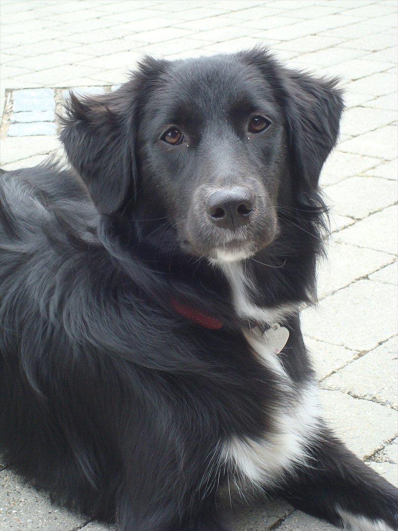 Blanding af racer Mille  billede 18