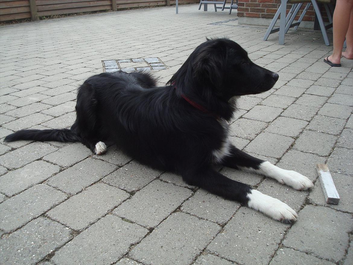 Blanding af racer Mille  billede 19