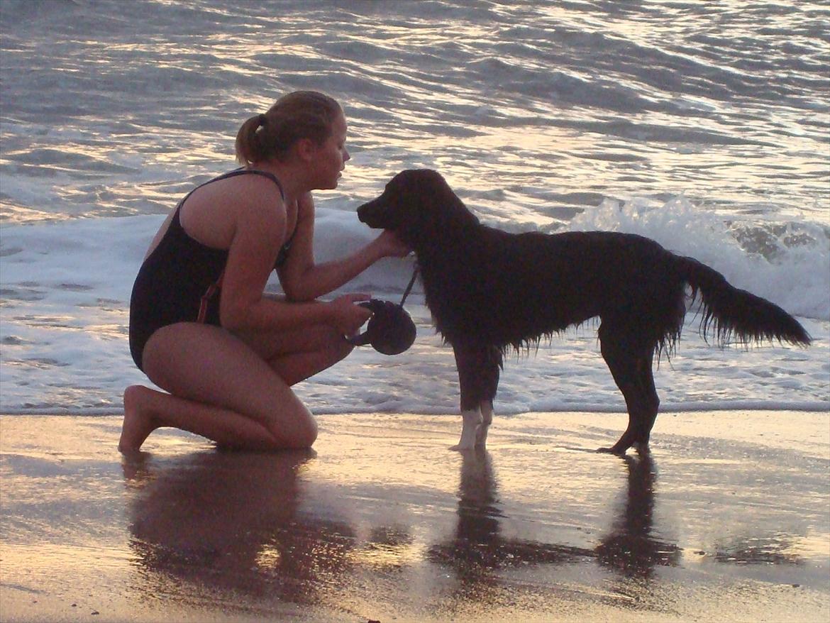 Blanding af racer Mille  billede 20