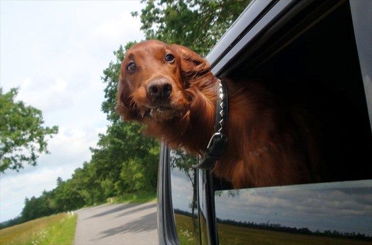 Irsk setter josef billede 1