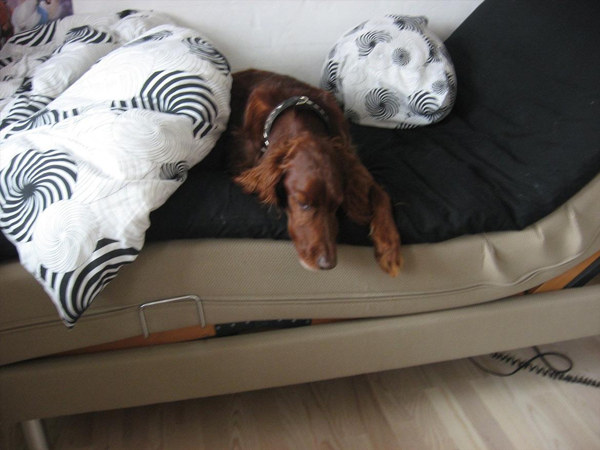 Irsk setter josef billede 3