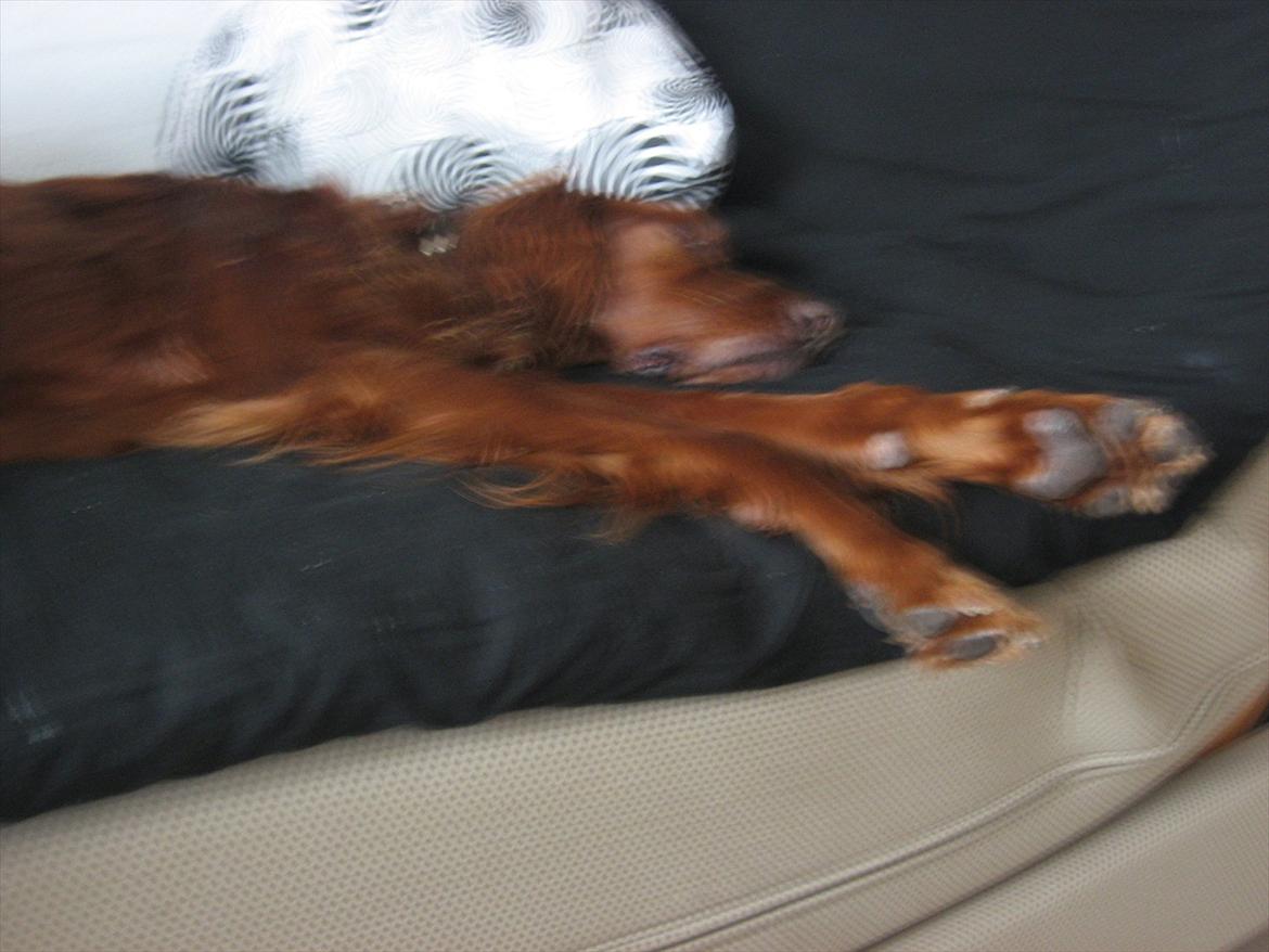 Irsk setter josef billede 8