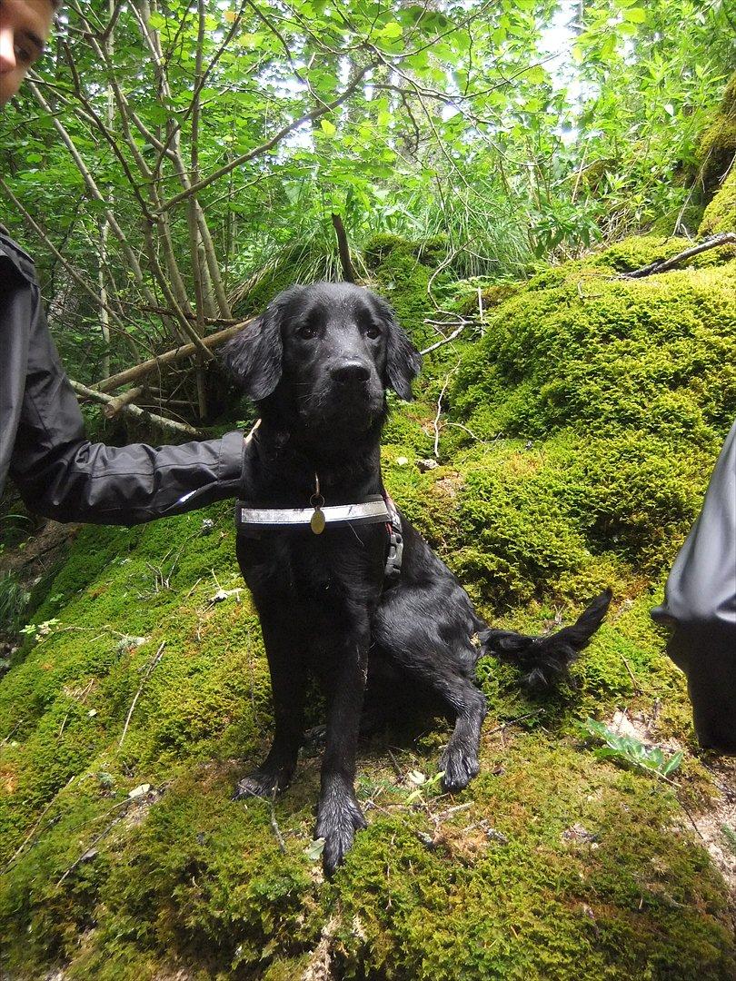 Flat coated retriever Jackson billede 6