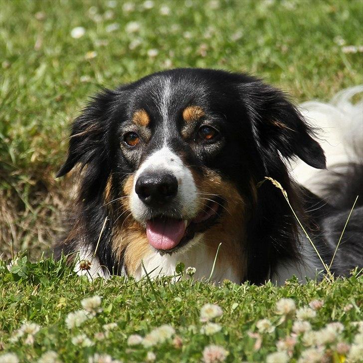 Border collie Baloo - smuk som et stjerneskud......... billede 2