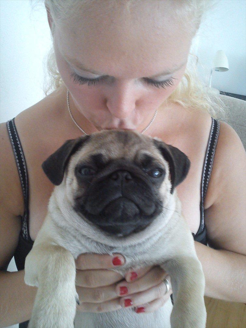 Mops Flemming billede 3