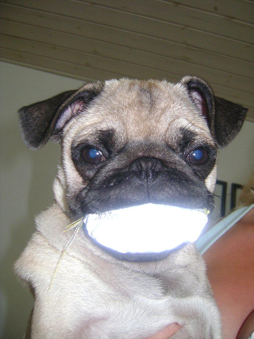 Mops Flemming billede 2