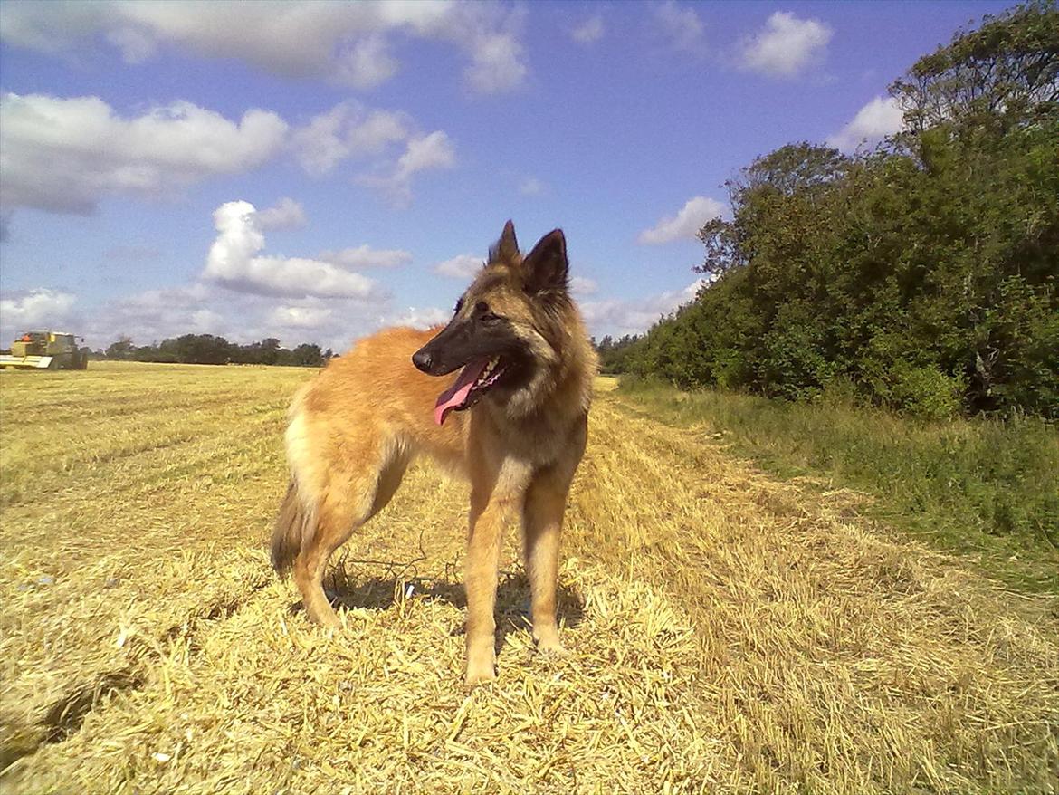 Belgisk hyrdehund Bonnie billede 1