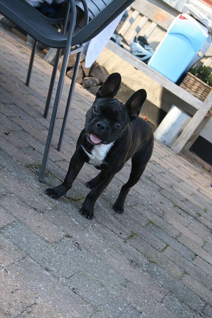 Fransk bulldog Gismo billede 6