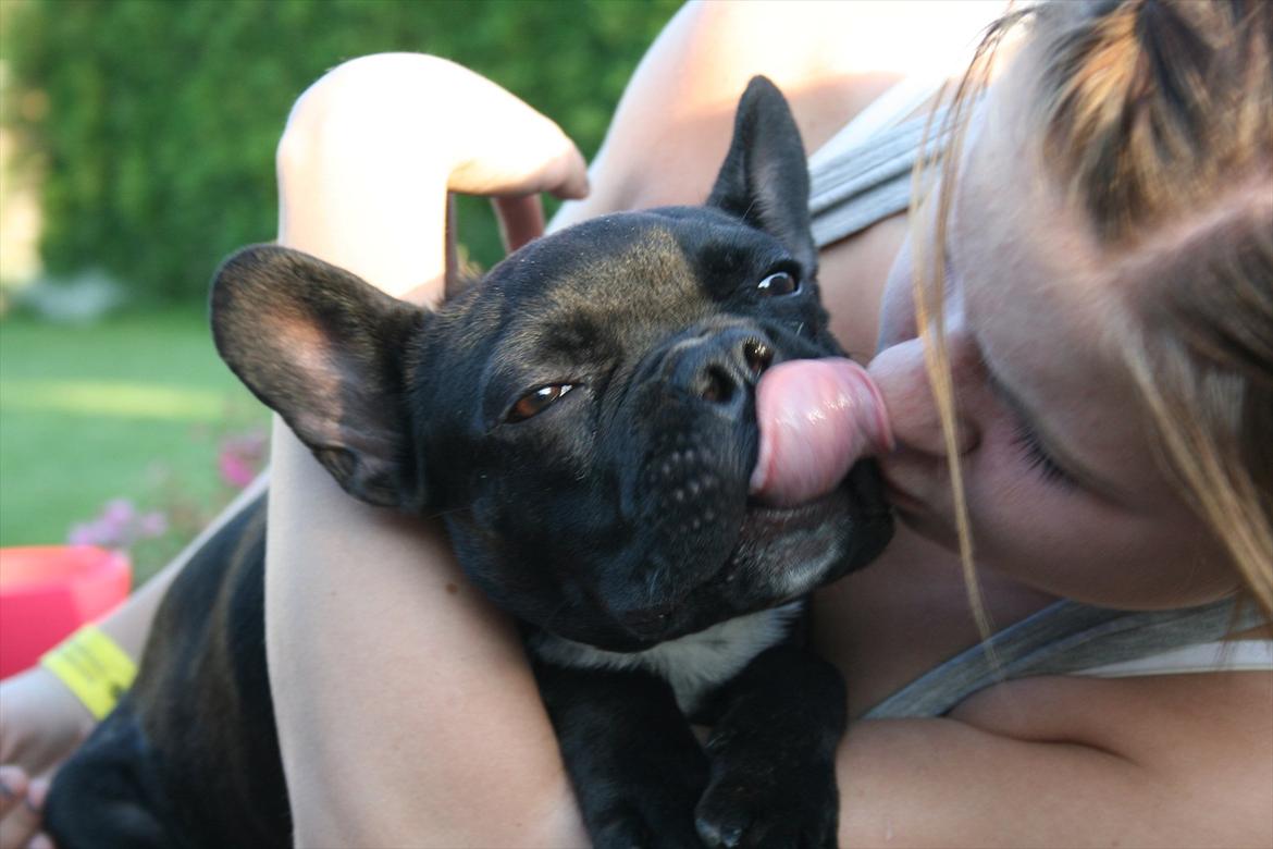 Fransk bulldog Gismo - deler ud af tungeslaskere... billede 7