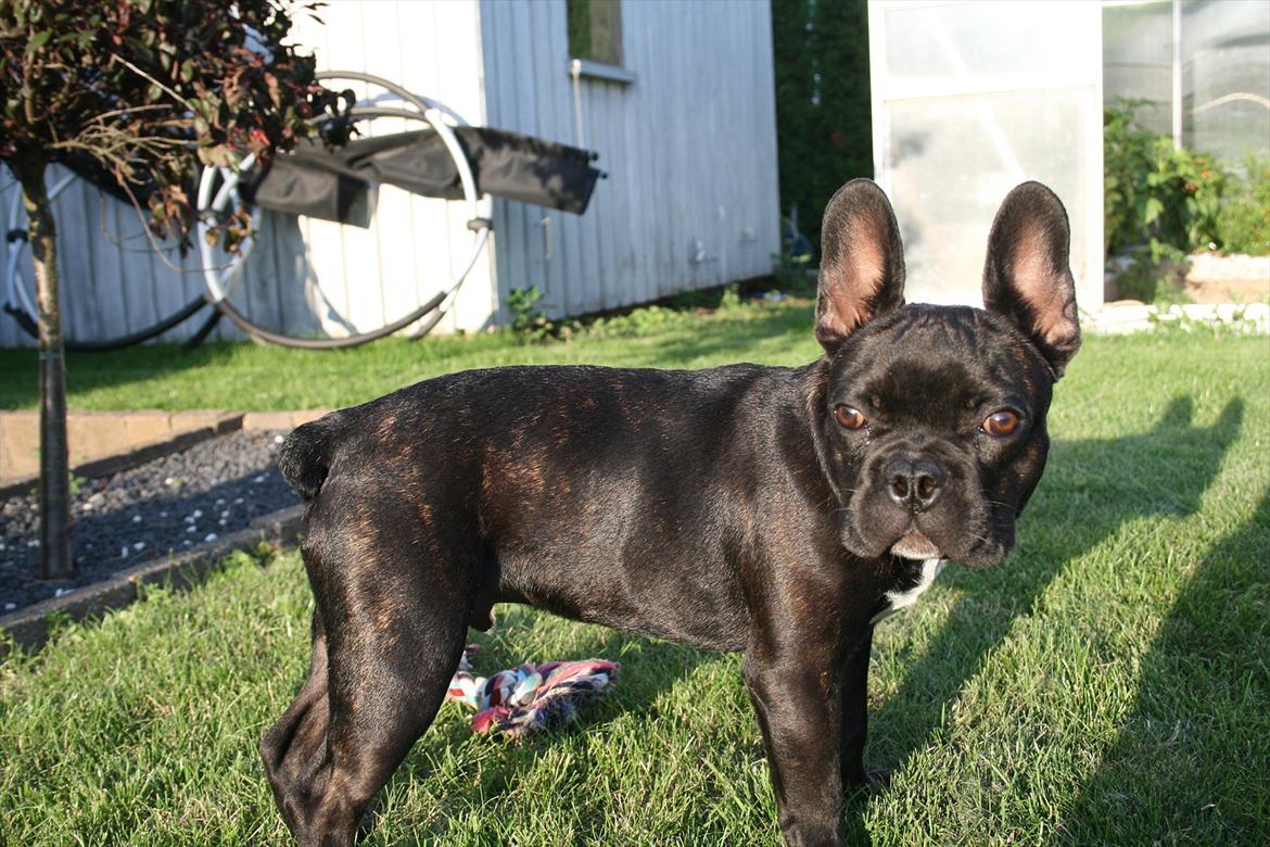 Fransk bulldog Gismo - hvad er det der skinner - det er sørme solen... mums billede 8
