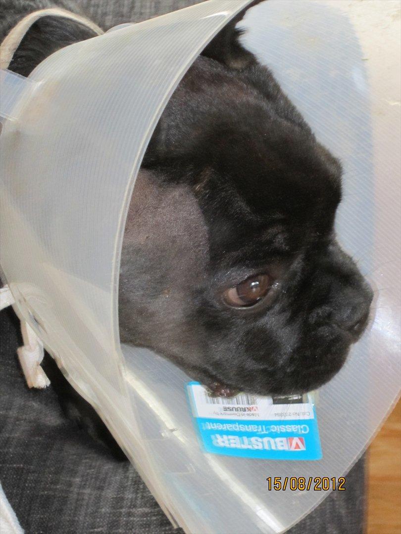 Fransk bulldog Gismo - Gismo, efter at fået fjernet byld i spytkirtel - øv, havde kun haft ham 3 uger...  billede 9