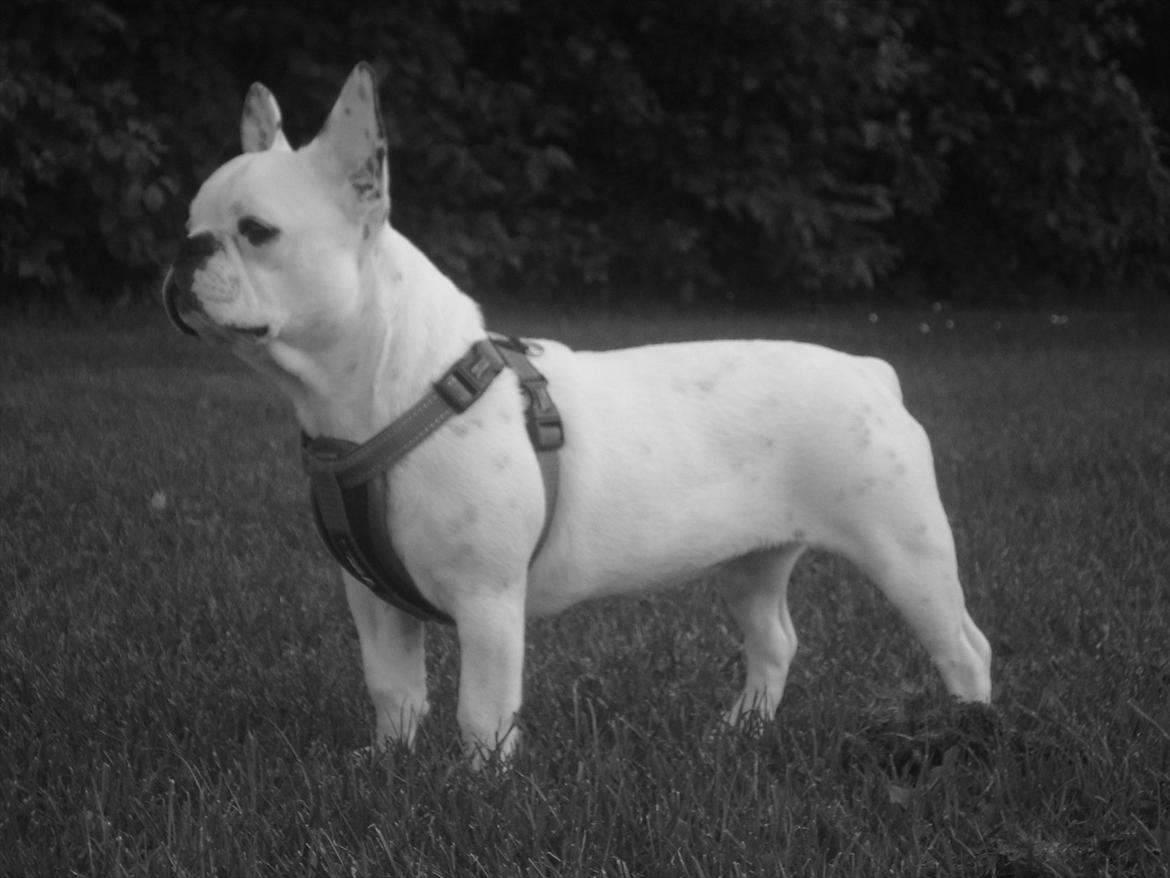 Fransk bulldog Berta billede 2