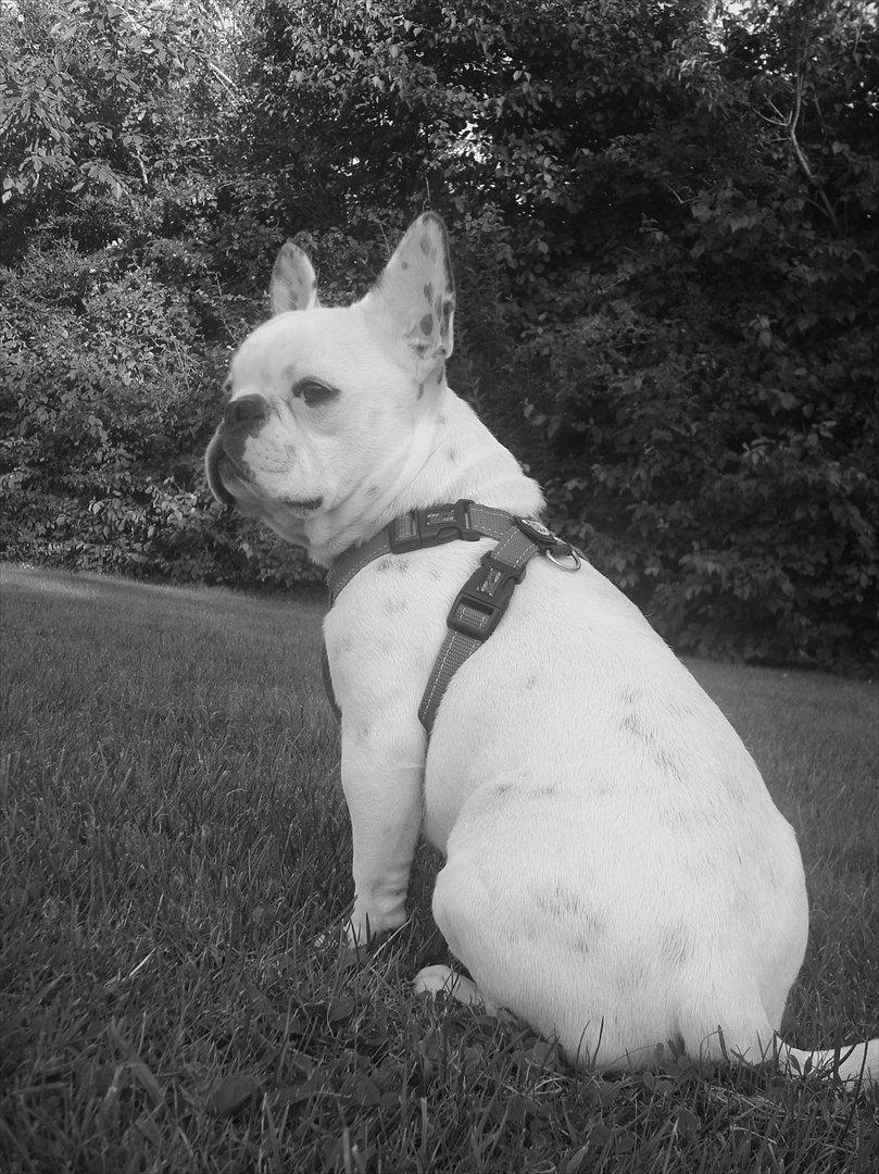 Fransk bulldog Berta billede 3