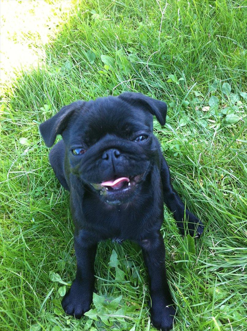 Mops Theia (Zita) billede 5