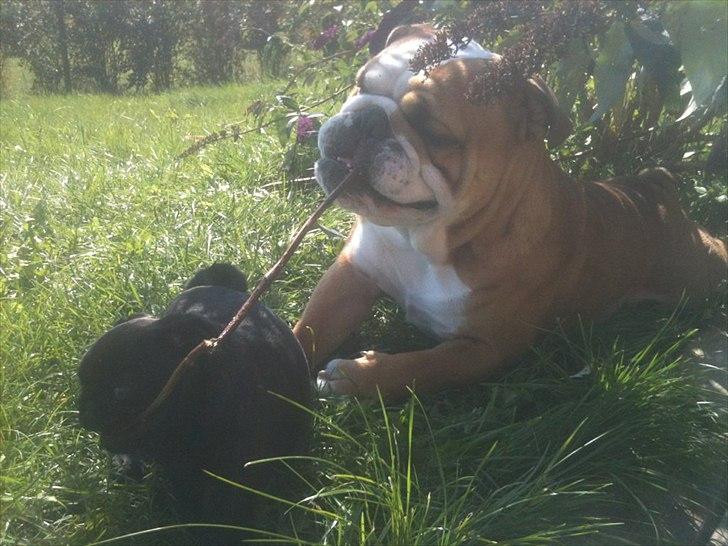 Mops Theia (Zita) - Theias bedste ven Pablo :) billede 7