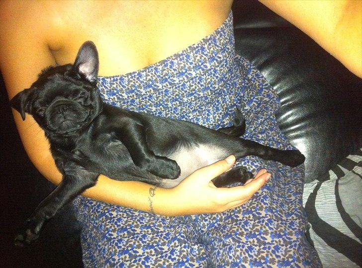 Mops Theia (Zita) billede 19