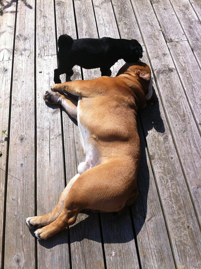 Mops Theia (Zita) - Ihh hvor vi hygger billede 8