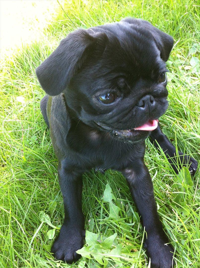 Mops Theia (Zita) billede 4