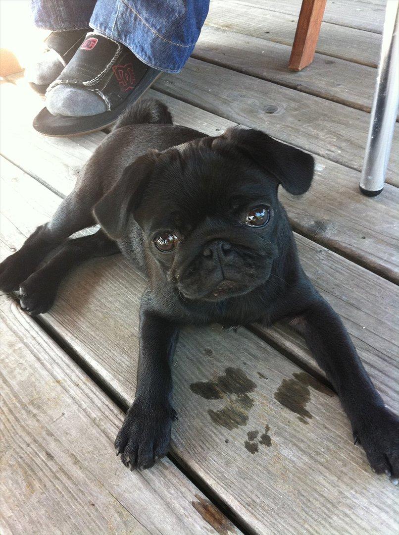 Mops Theia (Zita) billede 6