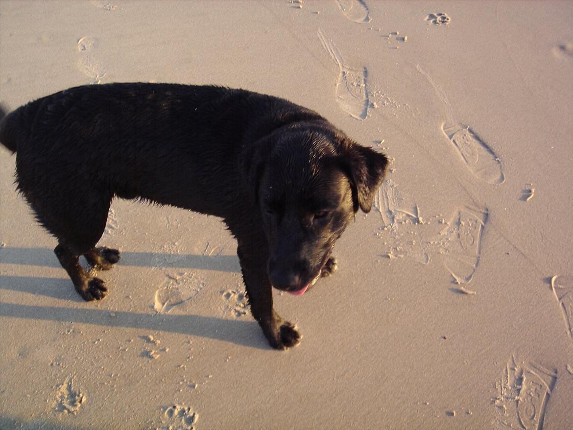 Labrador retriever Sofus Krølben - Det dér Vesterhav... det er da både stort og vådt ;-) billede 13