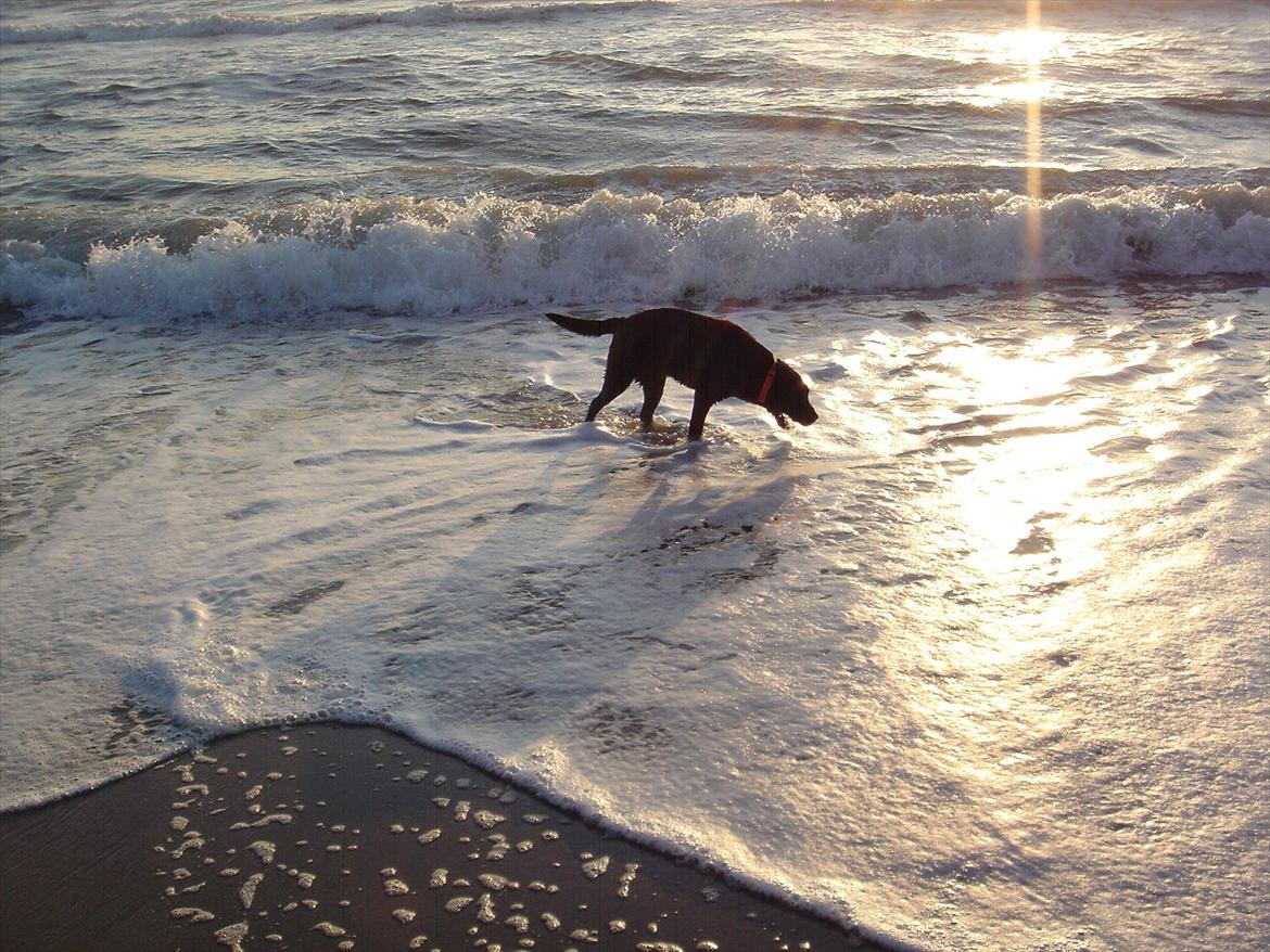Labrador retriever Sofus Krølben - Smuk hund ved Vesterhavet, sommer 2011 billede 14
