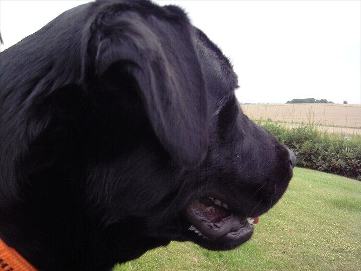 Labrador retriever Sofus Krølben - Dejlig udsigt.... billede 15