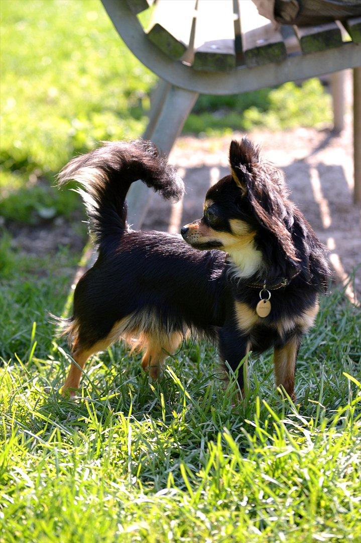 Chihuahua Mickey billede 12