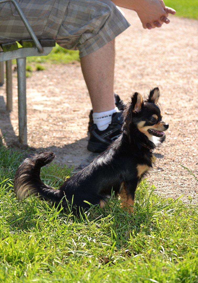 Chihuahua Mickey billede 14