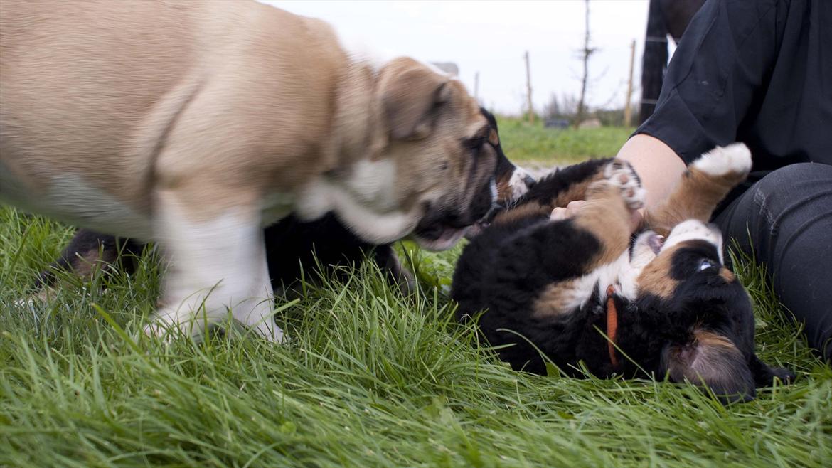 Engelsk bulldog Enja  (solgt) billede 10