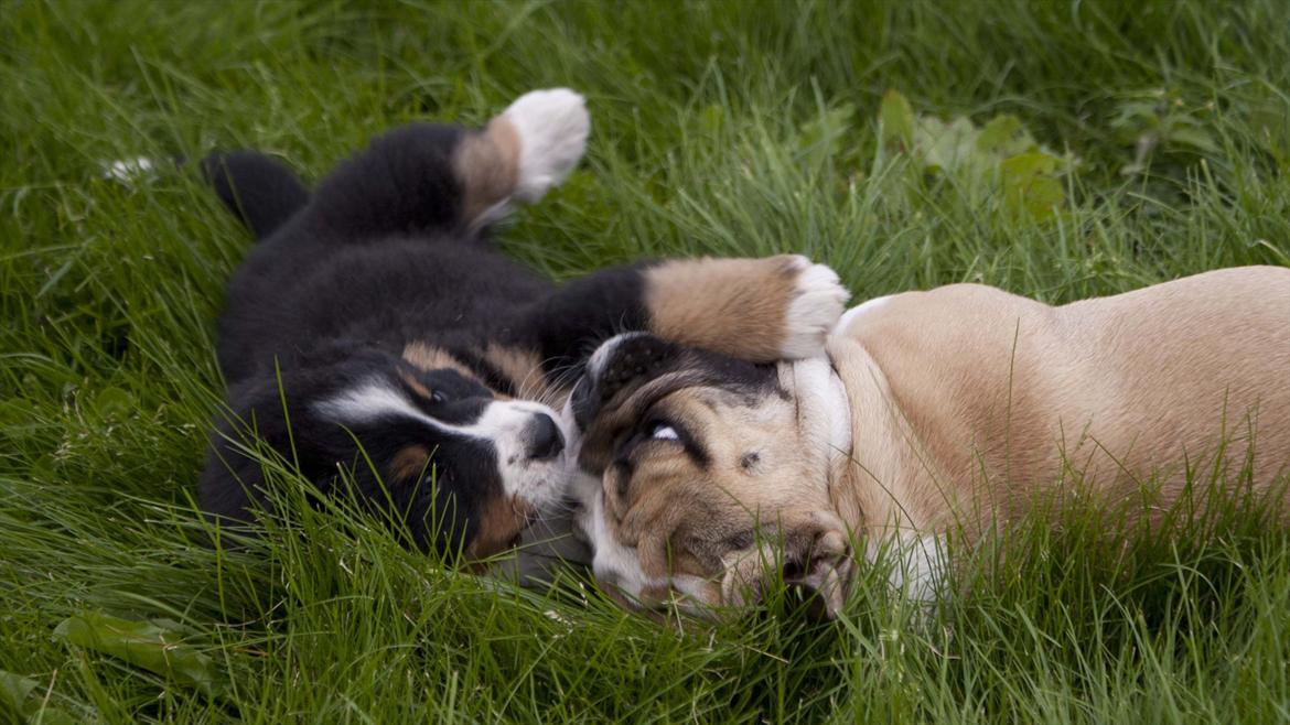 Engelsk bulldog Enja  (solgt) billede 11