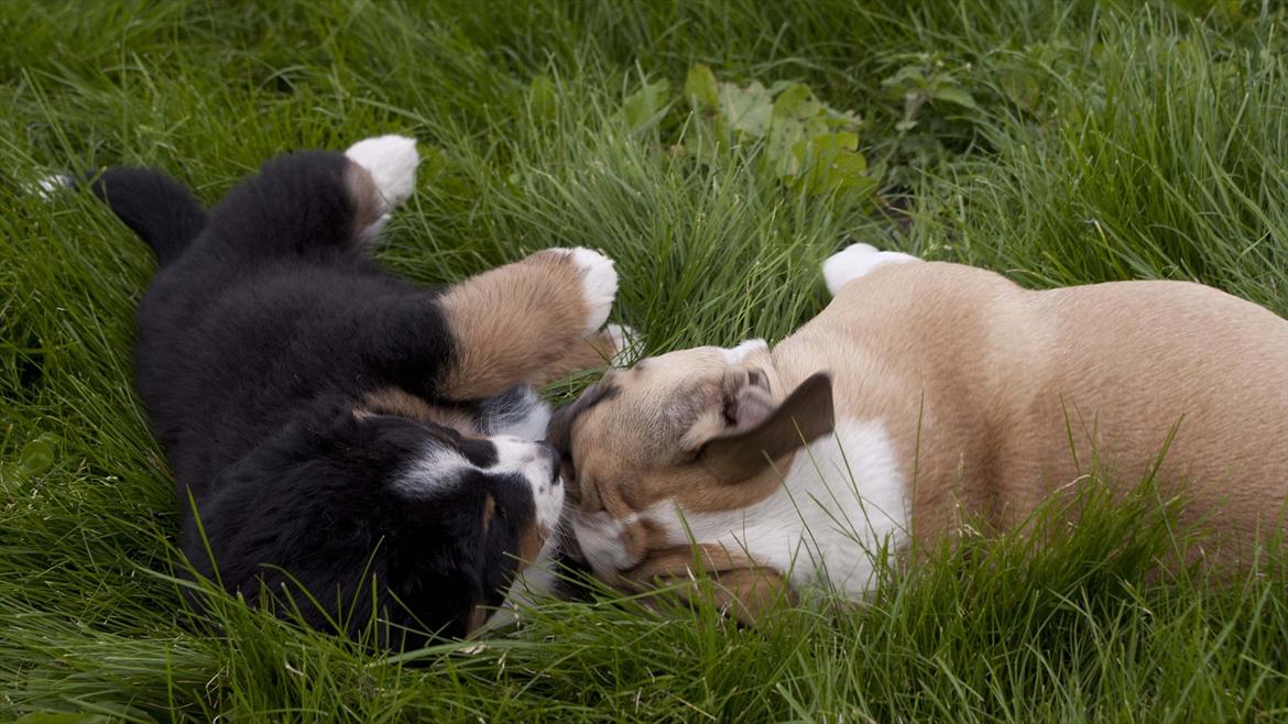 Engelsk bulldog Enja  (solgt) billede 12