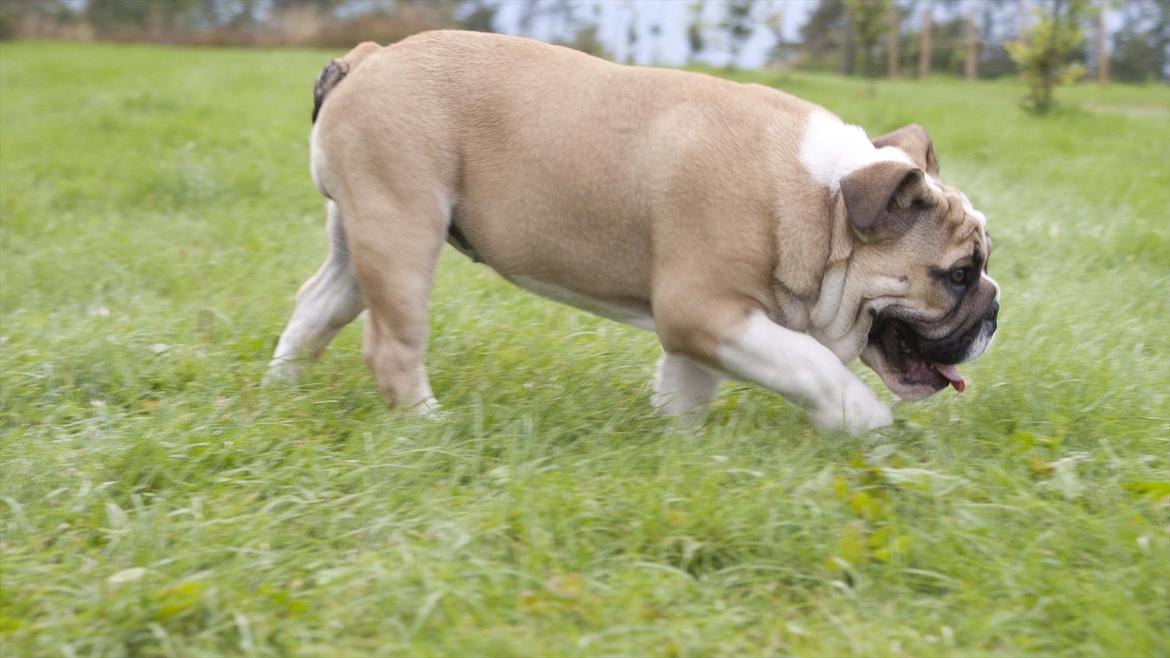 Engelsk bulldog Enja  (solgt) billede 13