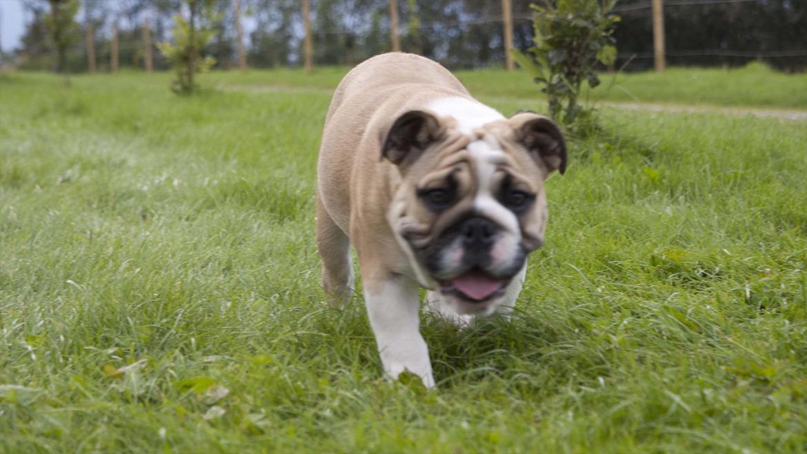 Engelsk bulldog Enja  (solgt) billede 14