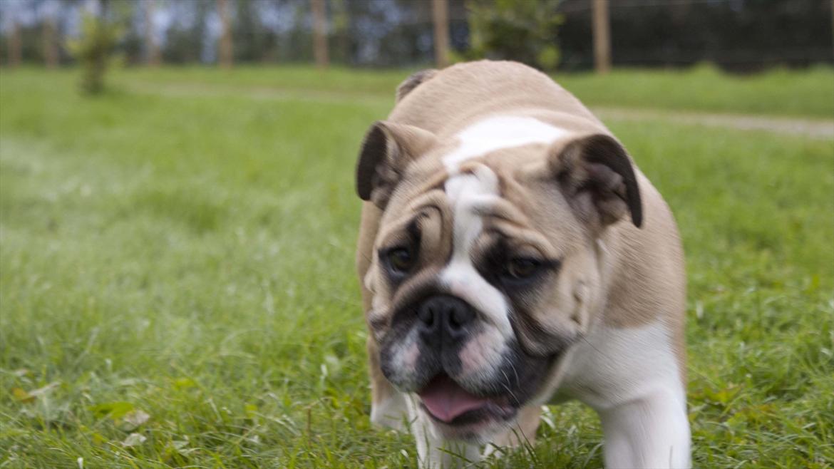 Engelsk bulldog Enja  (solgt) billede 15