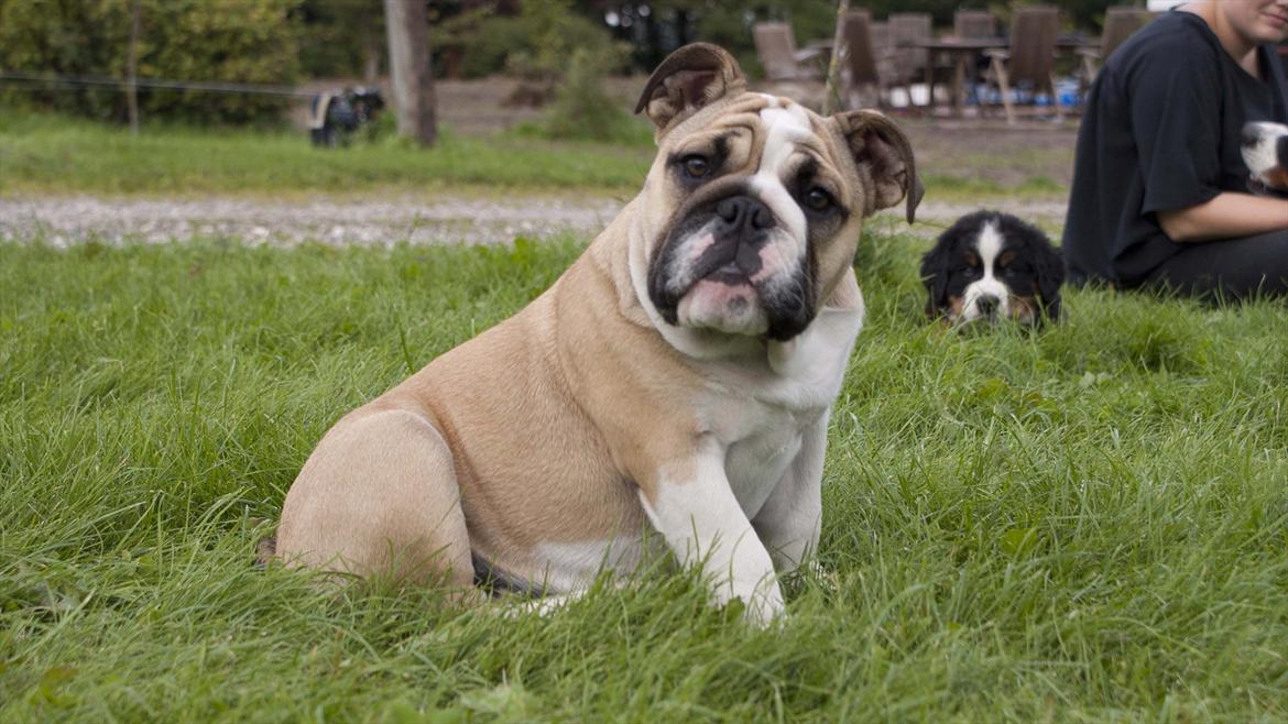 Engelsk bulldog Enja  (solgt) billede 16