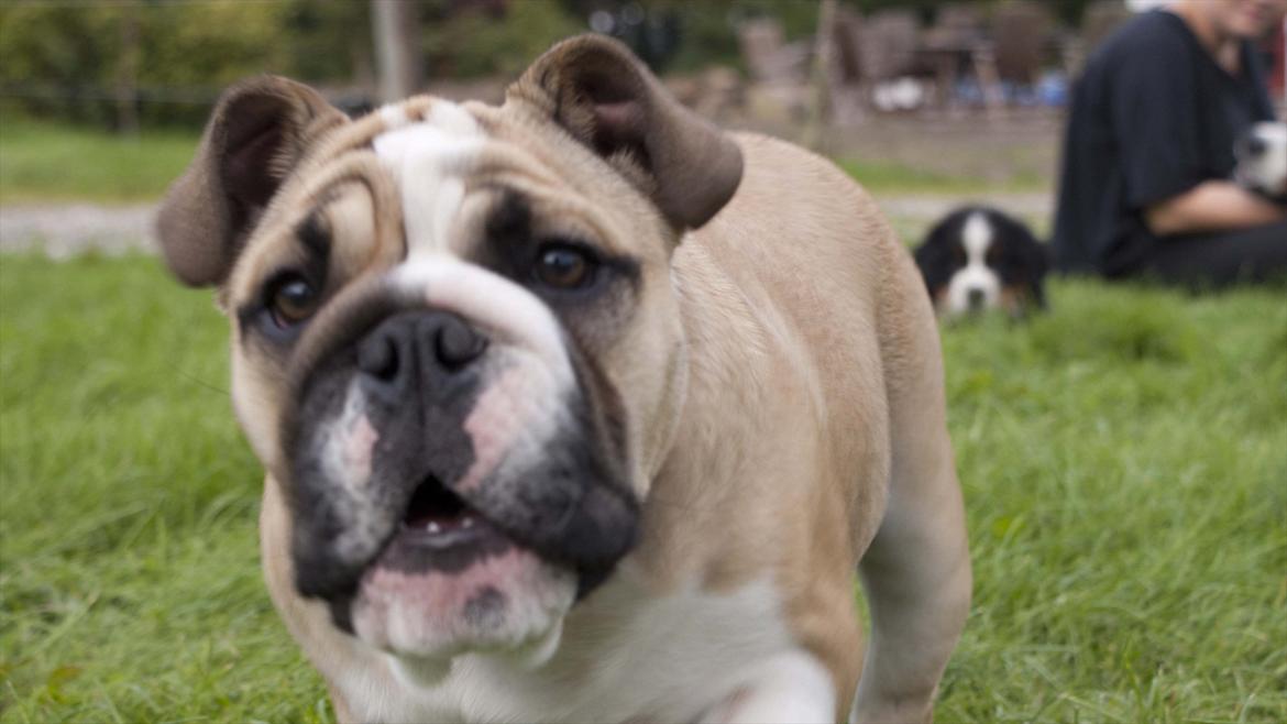 Engelsk bulldog Enja  (solgt) billede 17