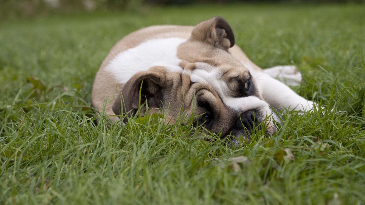 Engelsk bulldog Enja  (solgt) billede 18