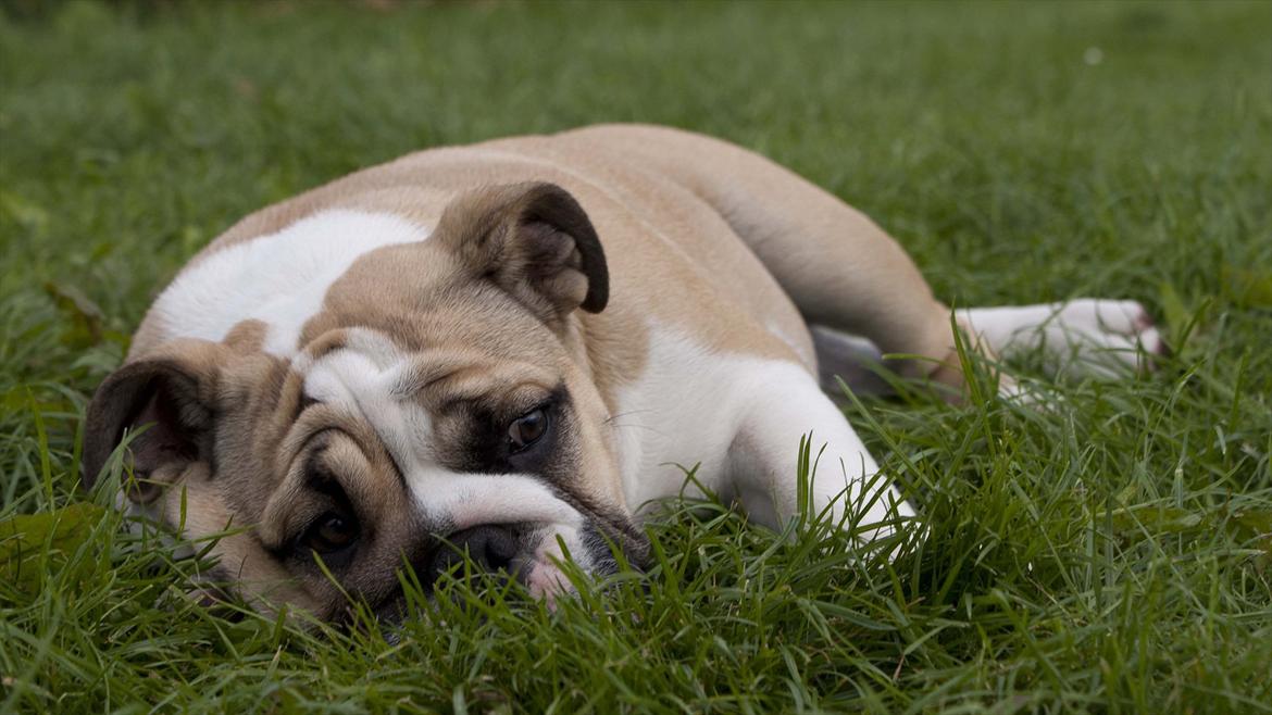 Engelsk bulldog Enja  (solgt) billede 19