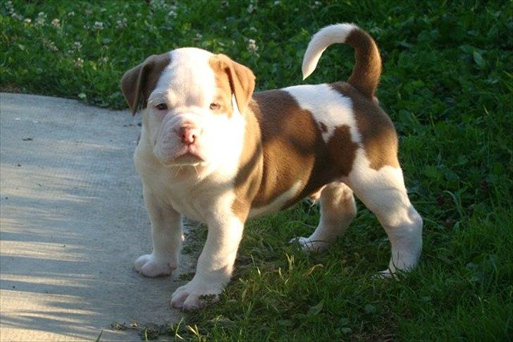 Renascence Bulldogge Ironheadbulls Gambler billede 2