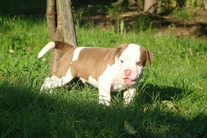 Renascence Bulldogge Ironheadbulls Gambler billede 4