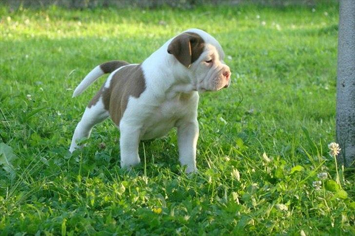 Renascence Bulldogge Ironheadbulls Gambler billede 5