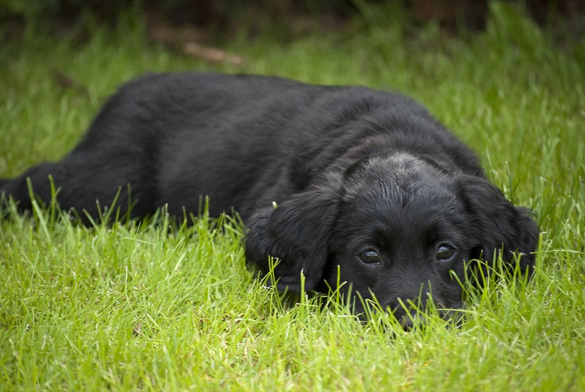 Labrador retriever / Flat coat - Bella - Bella 8 uger gammel <3 billede 5