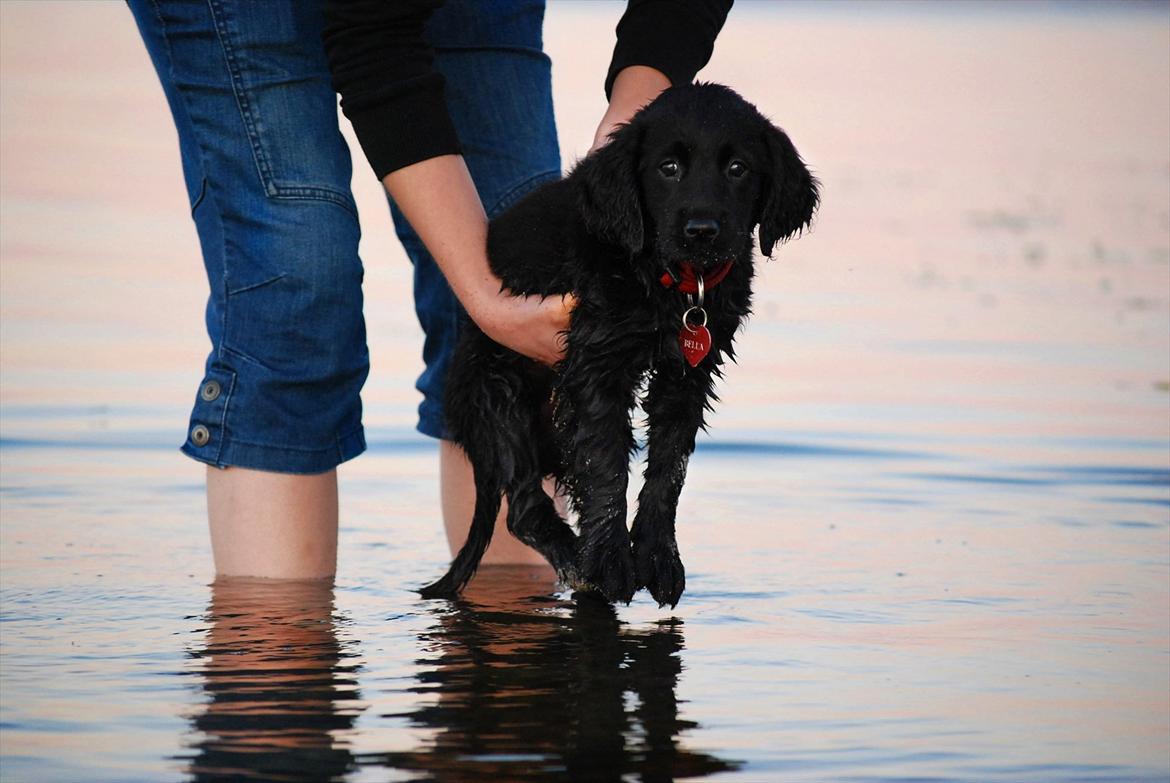 Labrador retriever / Flat coat - Bella - Bellas første tur til vandet d. 21-08-11 (: billede 6