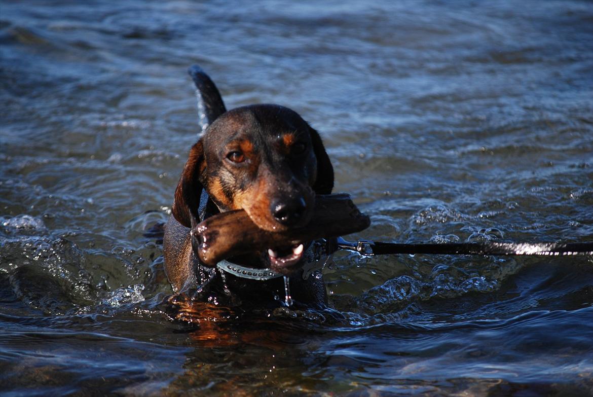 Gravhund Balder - Elsker at hente pind i sommervarmen (: billede 19