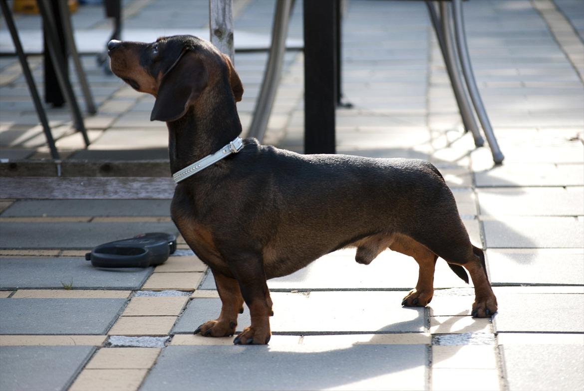 Gravhund Balder - Han er nu en fin gravhund! billede 20