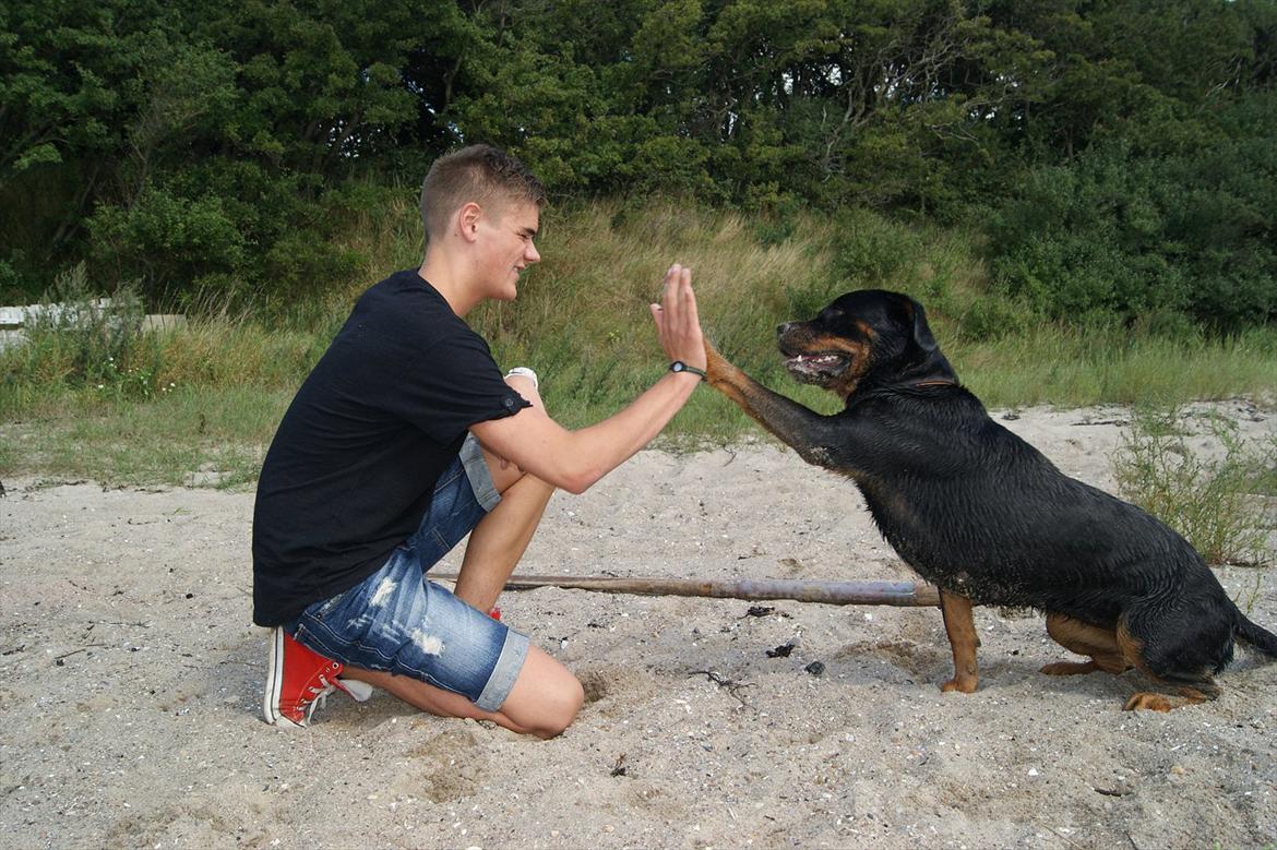 Rottweiler Fie billede 1