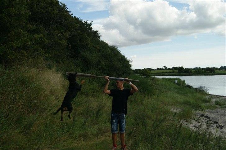 Rottweiler Fie billede 2