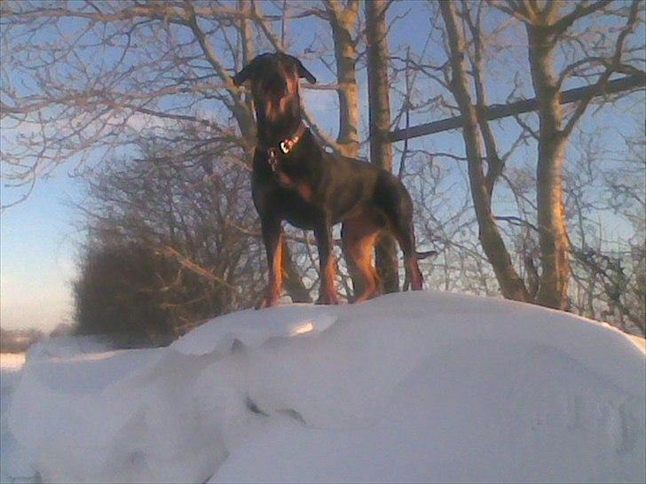 Rottweiler Fie billede 3