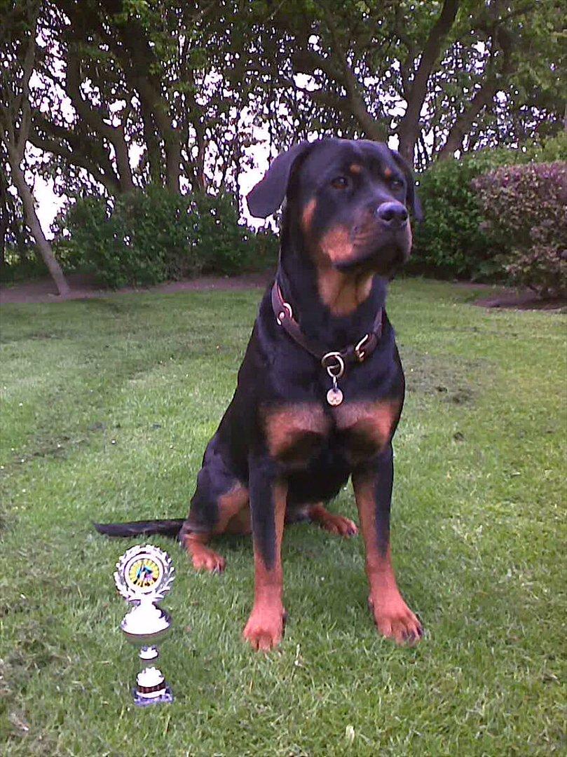 Rottweiler Fie billede 4